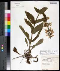 Penstemon canescens image