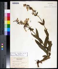 Penstemon canescens image