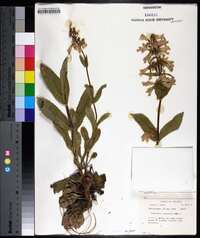 Penstemon canescens image