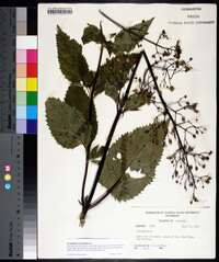 Scrophularia marilandica image