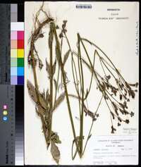 Verbena brasiliensis image