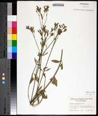 Verbena brasiliensis image