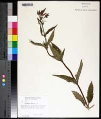 Verbena hastata image