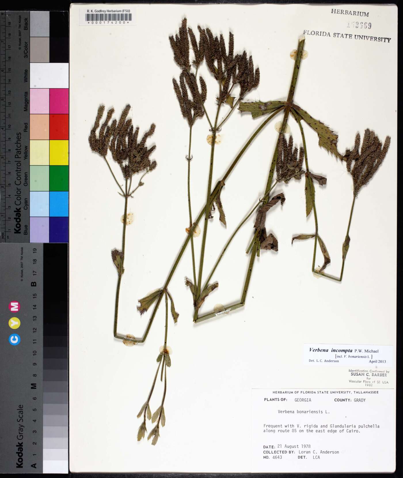 Verbena incompta image