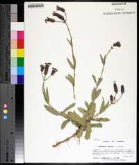 Verbena rigida image