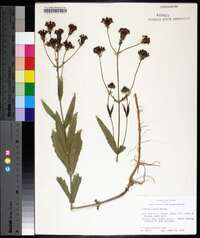 Verbena rigida image