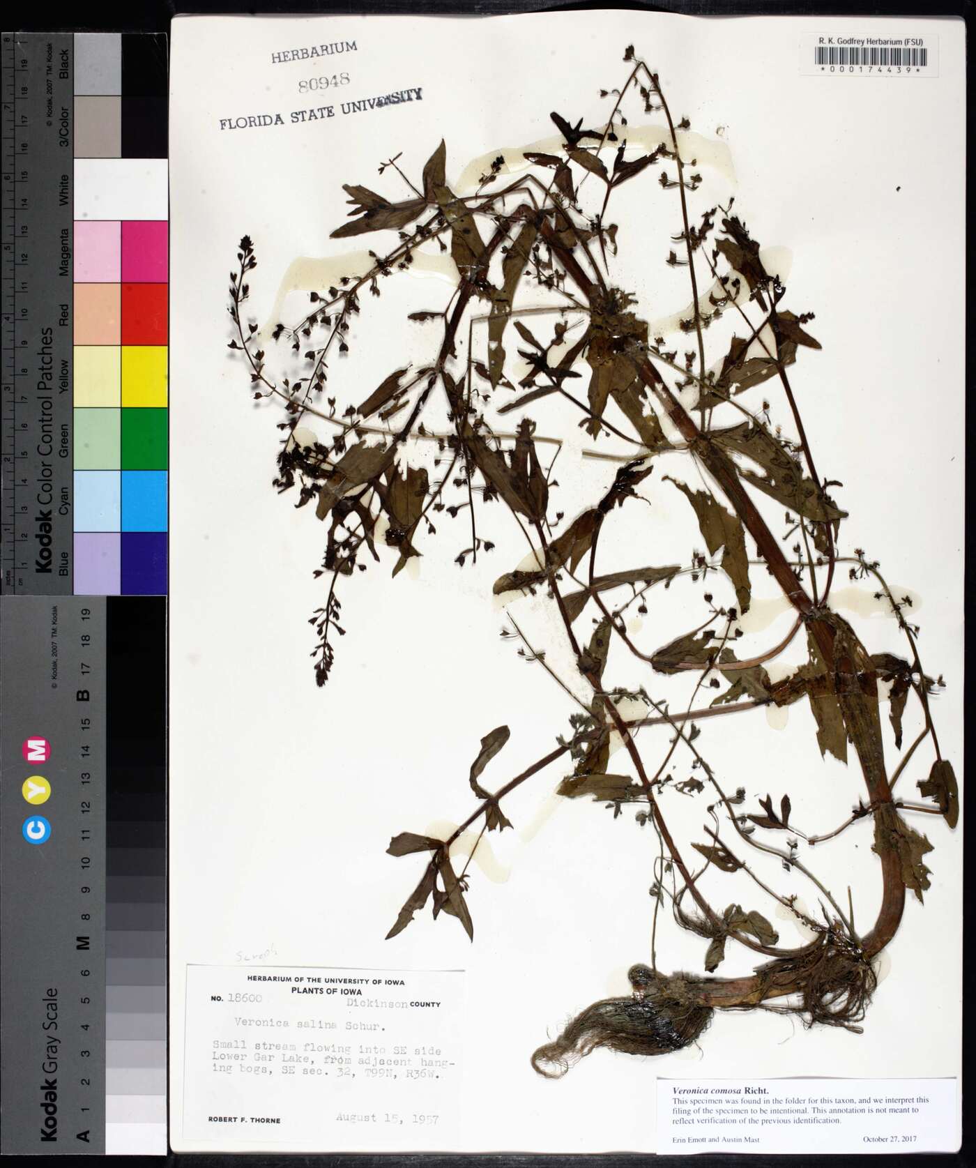 Veronica grandiflora image