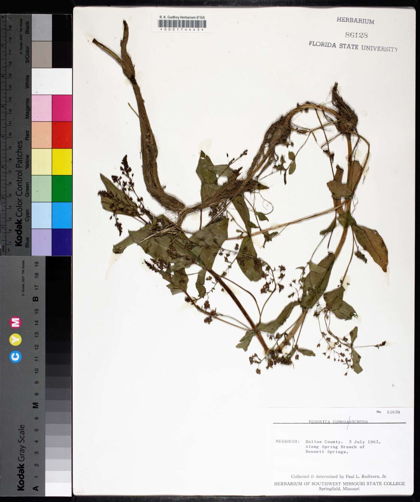 Veronica grandiflora image