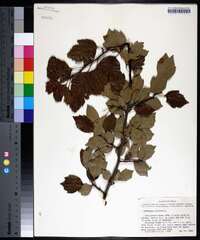 Crataegus viridis image