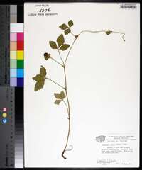 Potentilla indica image