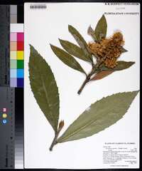 Eriobotrya japonica image