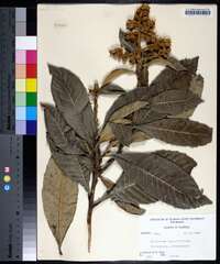 Eriobotrya japonica image