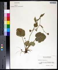 Geum virginianum image