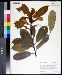 Photinia serratifolia image