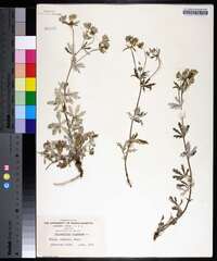 Potentilla argentea image