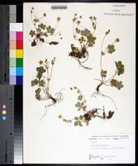 Potentilla canadensis image