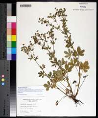 Potentilla inclinata image