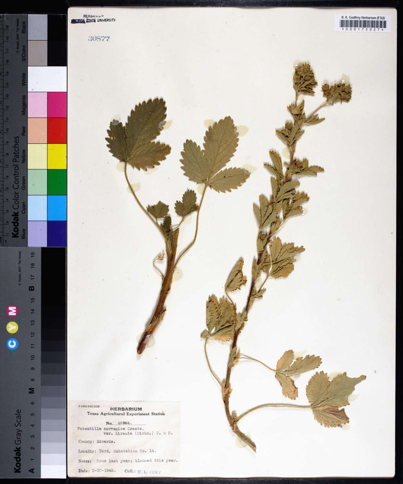 Potentilla norvegica subsp. monspeliensis image