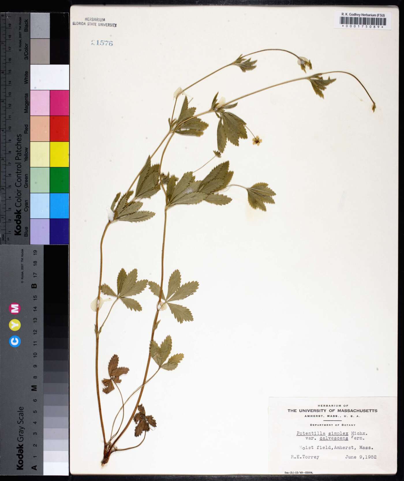 Potentilla simplex var. calvescens image