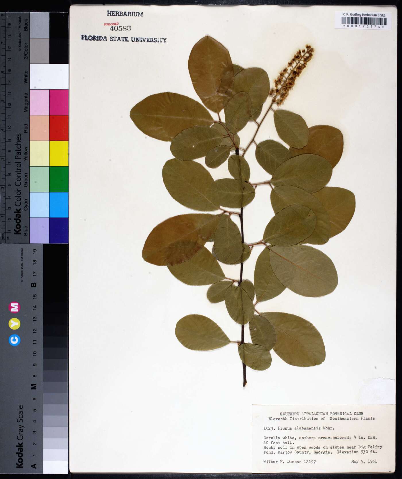 Prunus alabamensis image