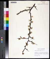 Prunus angustifolia image