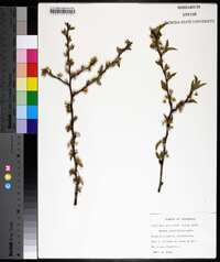 Prunus angustifolia image