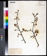 Prunus angustifolia image