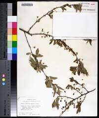 Prunus gracilis image