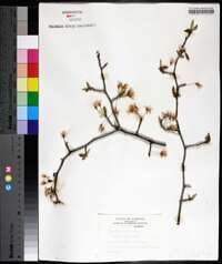 Prunus mexicana image