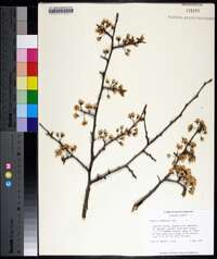 Prunus umbellata image