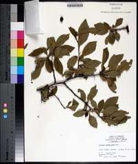 Prunus umbellata image