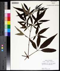 Vitex agnus-castus image