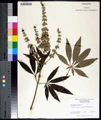 Vitex agnus-castus image