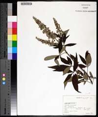 Vitex agnus-castus image