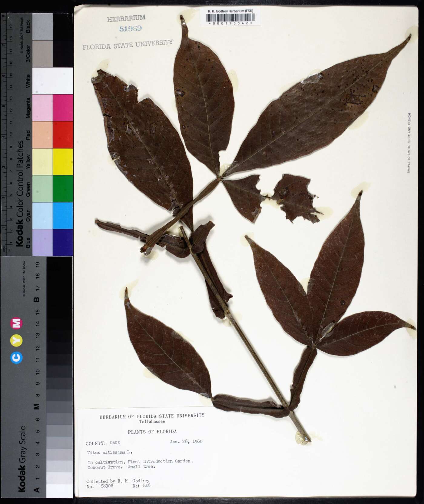 Vitex altissima image