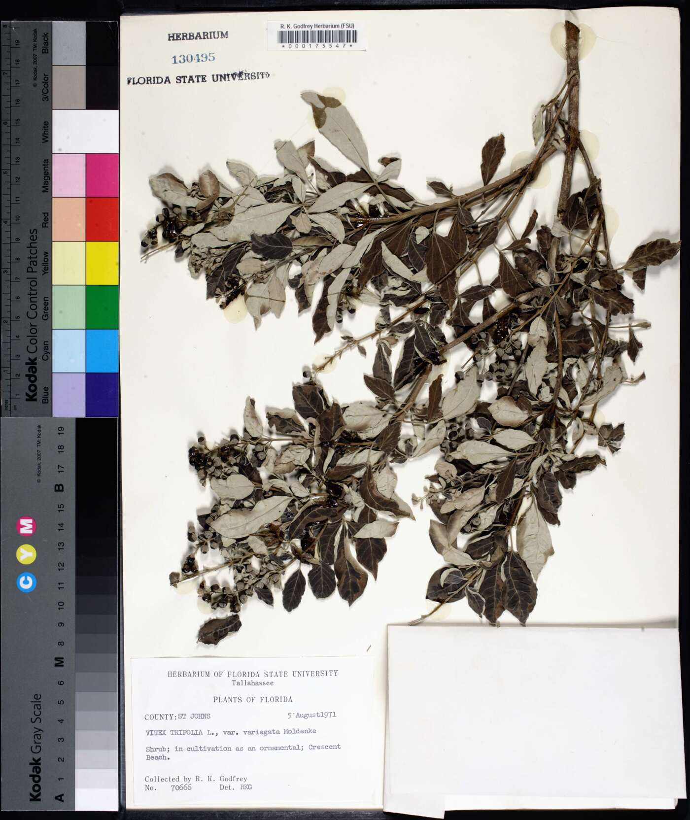 Vitex trifolia var. variegata image