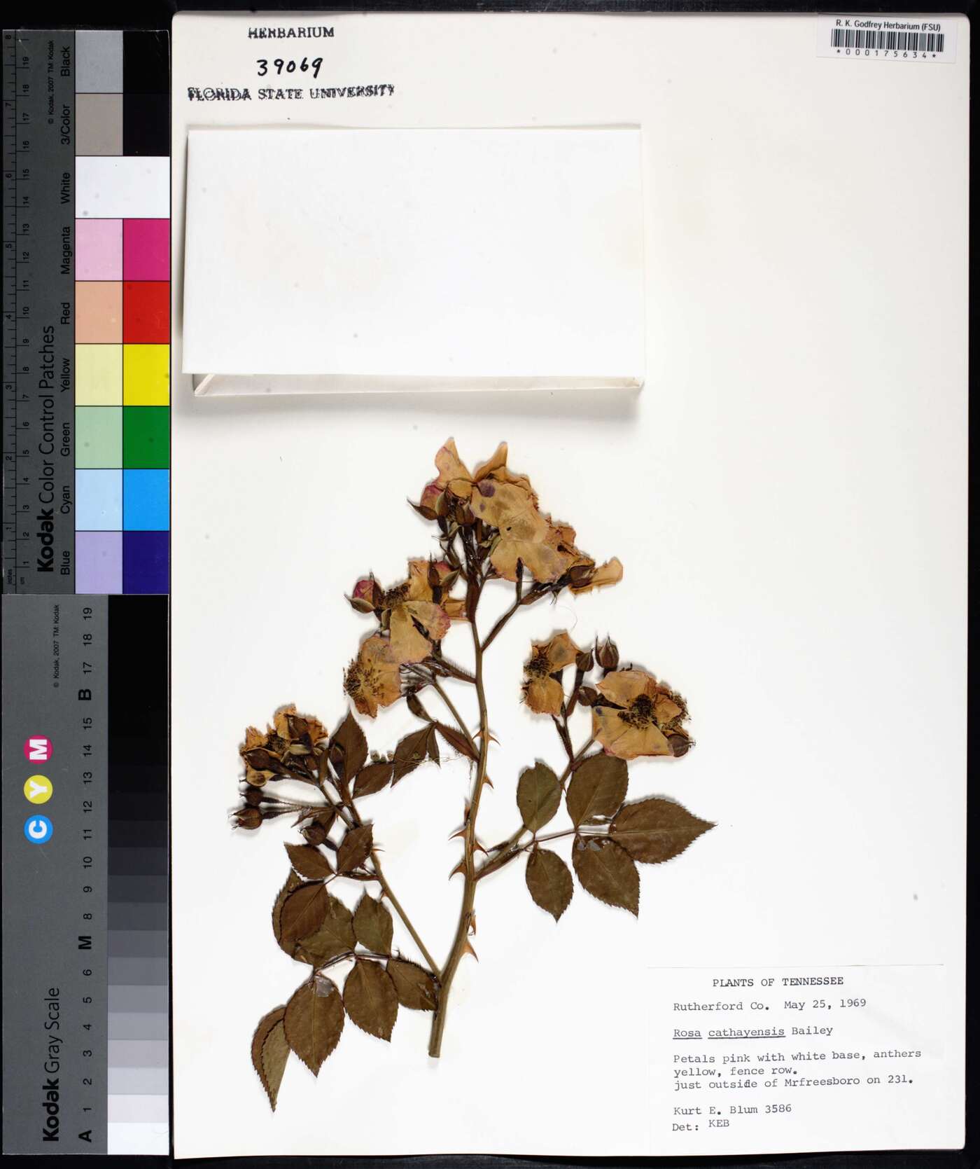 Rosa cathayensis image