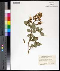 Rosa multiflora image