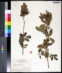 Rosa palustris image