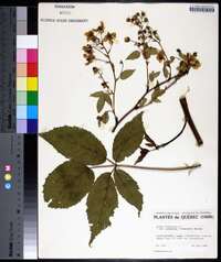 Rubus canadensis image