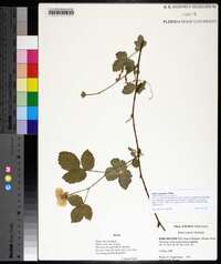 Rubus flagellaris image