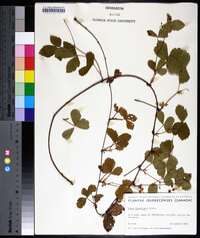 Rubus flagellaris image