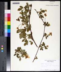 Rubus flagellaris image