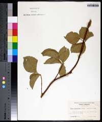 Rubus flagellaris image