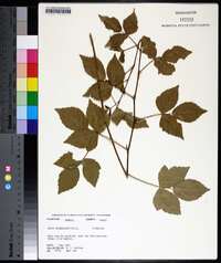 Rubus flagellaris image