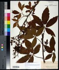 Rubus argutus image