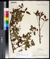 Rubus argutus image