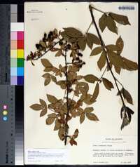 Rubus argutus image