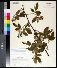Rubus argutus image