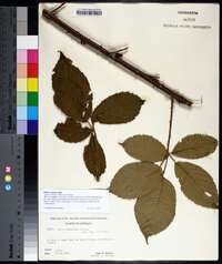 Rubus argutus image